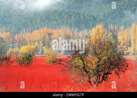 Nebeliger Herbstmorgen über einem lebhaften roten Korbfeld mit goldenen Apfelbäumen und nebeligen Hügeln im Hintergrund Stockfoto