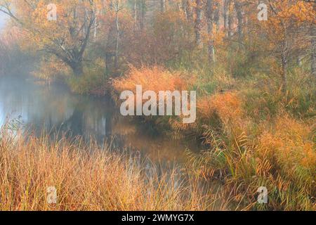 Neblige Flussszene mit goldenem Churrero-Schilf, das sich im Herbst entlang des Wasserrandes inmitten der Ufervegetation bewegt Stockfoto