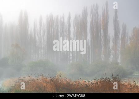 Eine nebelige Herbstlandschaft mit einer Reihe hoher Pappelbäume, die teilweise von Nebel verdeckt sind und von rötlich-braunen Gräsern vorgelagert sind Stockfoto