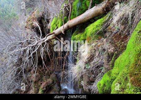 Ein gefallener Baum mit freiliegenden Wurzeln liegt über einem kleinen Wasserfall, umgeben von lebhaftem grünem Moos und einer Kulisse aus Wald Stockfoto