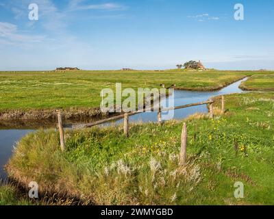 Landschaft mit Kirchwarft und Ockelützwarft auf Hallig Hooge, Nordfriesland, Schleswig-Holstein, Deutschland Stockfoto