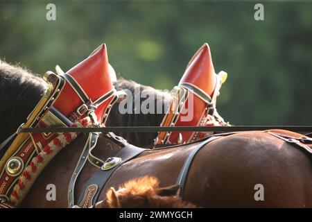 Süddeutsches Kaltblut. Details traditioneller Kragen. Bayern, Deutschland Stockfoto