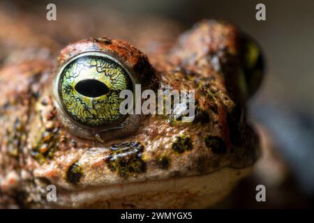 Extrem Nahaufnahme des Auges einer Natterjack Kröte, die das komplizierte Irismuster und die strukturierte Haut hervorhebt Stockfoto