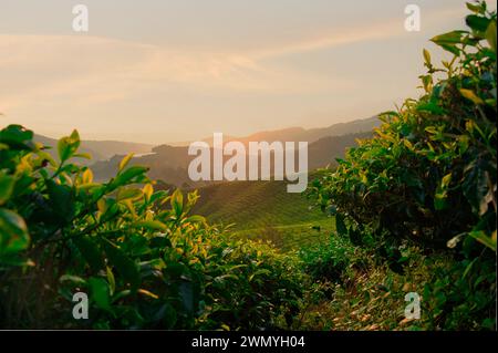 Ein ruhiger Sonnenuntergang wirft warmes Licht über die üppigen grünen Teefelder in Malaysia und unterstreicht die natürliche Schönheit der Plantagenlandschaft. Stockfoto