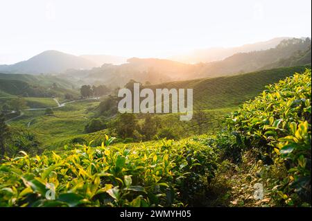 Sonnenaufgang über den üppigen grünen Teeplantagen der Cameron Highlands in Malaysia. Stockfoto