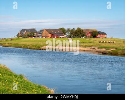 Ockelützwarft, Warft auf Hallig Hooge, Nordfriesland, Schleswig-Holstein, Deutschland Stockfoto