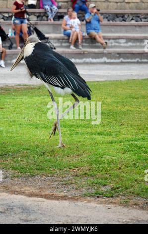 Marabu african im Jungle Park, Teneriffa Stockfoto