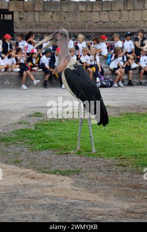 Marabu african im Jungle Park, Teneriffa Stockfoto