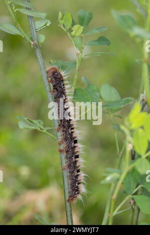 Eichenspinner, Eichen-Spinner, Raupe, Quittenvogel, Lasiocampa quercus, Lasiocampa scopolii, Eiche-Eieregar, raupe, Le Bombyx du Chêne, le minime à b Stockfoto