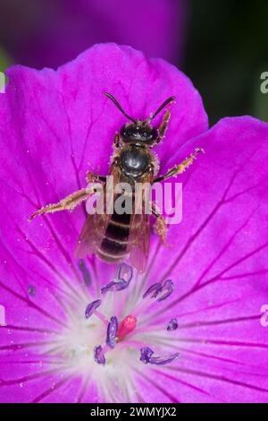 Furchenbiene, Schmalbiene, Weibchen beim Blütenbesuch auf Storchschnabel, Furchen-Biene, Schmal-Biene, Lasioglossum calceatum, syn. Halictus calceatus Stockfoto