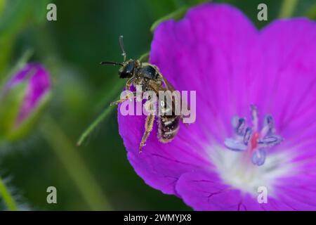 Furchenbiene, Schmalbiene, Weibchen beim Blütenbesuch auf Storchschnabel, Furchen-Biene, Schmal-Biene, Lasioglossum calceatum, syn. Halictus calceatus Stockfoto