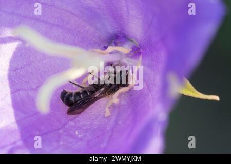 Glockenblumen-Scherenbiene, Glockenblumenscherenbiene, große Glockenblumen-Scherenbiene, in einer Blüte von Glockenblume, Campanula, Chelostoma rapunc Stockfoto