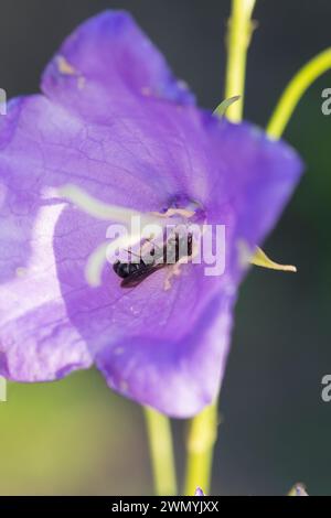 Glockenblumen-Scherenbiene, Glockenblumenscherenbiene, große Glockenblumen-Scherenbiene, in einer Blüte von Glockenblume, Campanula, Chelostoma rapunc Stockfoto