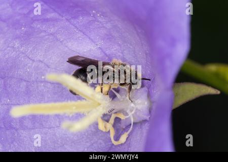 Glockenblumen-Scherenbiene, Glockenblumenscherenbiene, große Glockenblumen-Scherenbiene, in einer Blüte von Glockenblume, Campanula, Chelostoma rapunc Stockfoto