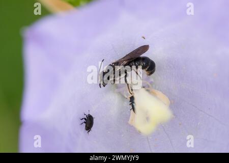 Glockenblumen-Scherenbiene, Glockenblumenscherenbiene, große Glockenblumen-Scherenbiene, in einer Blüte von Glockenblume, Campanula, Chelostoma rapunc Stockfoto