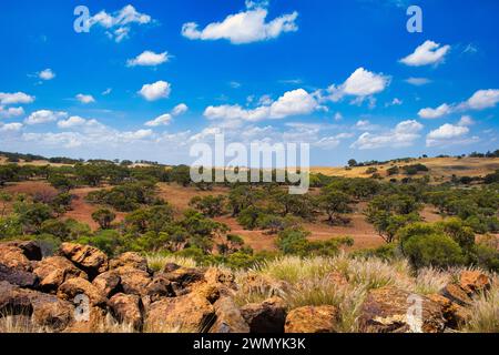 Landschaft in der Übergangszone zwischen dem Western Australian Wheat Belt und dem Outback mit verstreuten Bäumen, Feldern und Felsen. Greater Geraldton Stockfoto