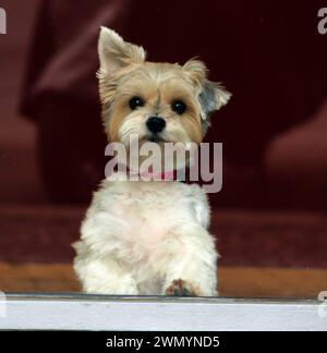 Beaver Yorkshire Terrier (Hund) blickt auf die Straße in Prag, Tschechien, 27. Februar 2024. (CTK Foto/Milos Ruml) Stockfoto