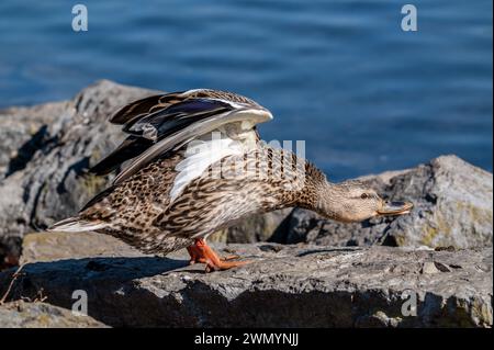 Weibliche Ente, die an einem sonnigen Morgen ihre Flügel am Teich ausdehnt. Stockfoto