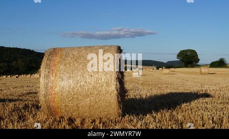 Unter den modernen Weizengarben verläuft ein Pfad aus zertrampeltem Stroh über ein Feld unter klarem Himmel, als Symbol für einen friedlichen Weg in die Zukunft Stockfoto