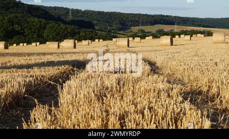 Unter den modernen Weizengarben verläuft ein Pfad aus zertrampeltem Stroh über ein Feld unter klarem Himmel, als Symbol für einen friedlichen Weg in die Zukunft Stockfoto