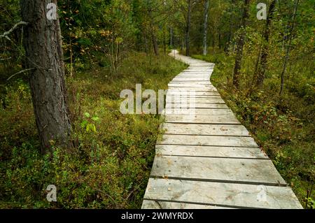 Holzweg durch einen sumpfigen Wald. Das Torfmoor Tarnawa. Torfmoor-Habitat, Tarnawa Wyzna, Bieszczady, Äußere Ostkarpaten, Polen Stockfoto