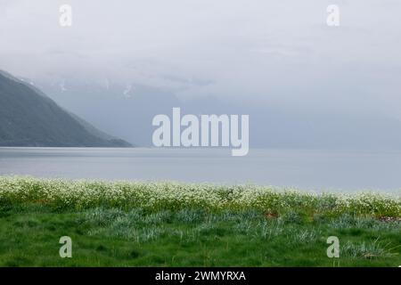 Eine friedliche norwegische Fjordlandschaft mit einem weißen Blumenfeld im Vordergrund mit nebeligen Bergsilhouetten und ruhigem Wasser dahinter Stockfoto