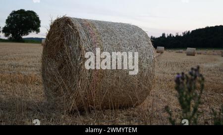 Moderne Weizengarbe steht auf einem Feld in der Abendsonne vor Sonnenuntergang Stockfoto