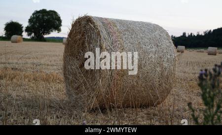 Moderne Weizengarbe steht auf einem Feld in der Abendsonne vor Sonnenuntergang Stockfoto