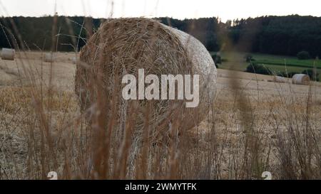 Moderne Weizengarbe steht auf einem Feld in der Abendsonne vor Sonnenuntergang Stockfoto