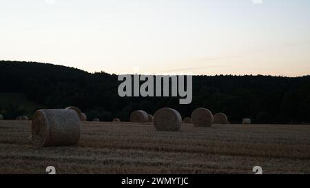 Moderne Weizengarbe steht auf einem Feld in der Abendsonne vor Sonnenuntergang Stockfoto