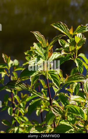 Dogwood Cornus sanguinea , Blatthintergrund, selektiver Fokus. Stockfoto