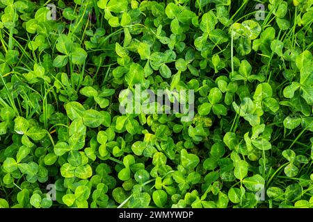 Vierblättriges Kleeblatt zwischen dreiblättrigen Kleeblättern. Grüner Naturhintergrund. Vierblättriges Kleeblatt für viel Glück. Sonderangebot gefunden. Selten auf der Wiese gefunden. Grün Stockfoto