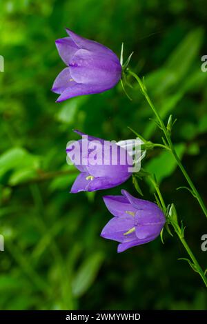 Ballonblume, Tossock Bellflower, Campanula persicifolia oder Campanula carpatica violette Glockenblumen im Herbstgarten. Stockfoto