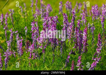 Wicken, vicia cracca wertvolle Honigpflanze, Futter und Heilpflanze. Zerbrechliche lila Blüten im Hintergrund. Wollblüte oder Futterwuchsblüte in Frühlingsgar Stockfoto
