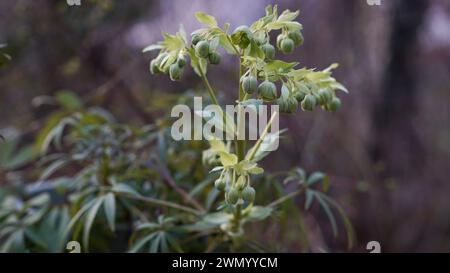 Im Februar stinkende Hellebores im Garten. Stockfoto