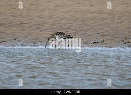 Curlew (Numenius arquata) Stockfoto