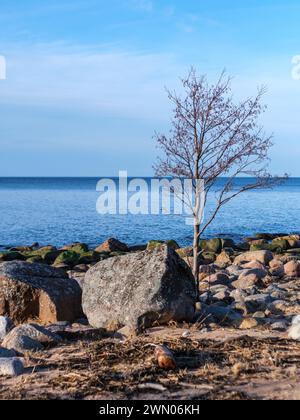 Vor der rauen Kulisse des felsigen Strandes von Veczemju Klintis erhebt sich ein einsamer Baum, dessen Wurzeln fest in den Felsbrocken der Küste verankert sind Stockfoto
