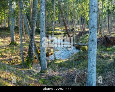 Ein ruhiger Fluss schlängelt sich durch das Herz eines üppigen Waldes, der sich zwischen hoch aufragenden Bäumen und grünem Laub schlängelt und einen ruhigen Zufluchtsort bietet Stockfoto