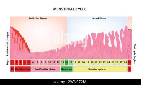 Menstruationszyklus (Menstruationszyklus) Stock Vektor