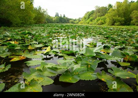 Yellow Pond Lily (Nuphar polysepala) am Goose Lake, Willamette Mission State Park, Oregon Stockfoto