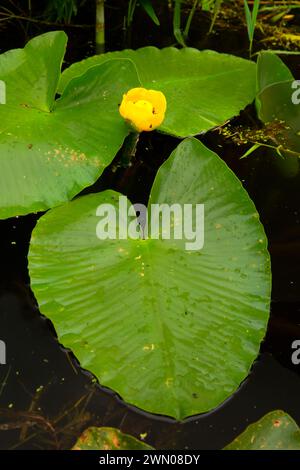 Yellow Pond Lily (Nuphar polysepala) am Goose Lake, Willamette Mission State Park, Oregon Stockfoto