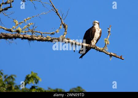 Fischadler (Pandion haliaetus), Silverton Marine Park, Silverton, Oregon Stockfoto