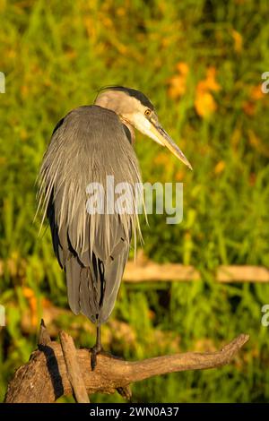 Großer Blaureiher (Ardea herodias) auf Willamette River, Willamette River Greenway, Marion County, Oregon Stockfoto