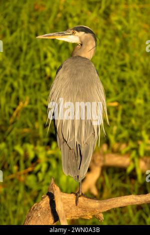 Großer Blaureiher (Ardea herodias) auf Willamette River, Willamette River Greenway, Marion County, Oregon Stockfoto