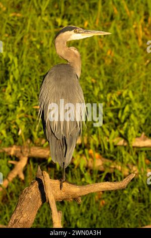 Großer Blaureiher (Ardea herodias) auf Willamette River, Willamette River Greenway, Marion County, Oregon Stockfoto