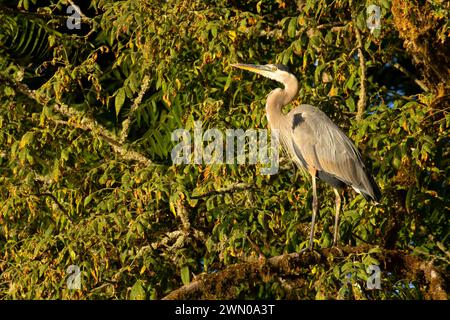 Großer Blaureiher (Ardea herodias) auf Willamette River, Willamette River Greenway, Marion County, Oregon Stockfoto