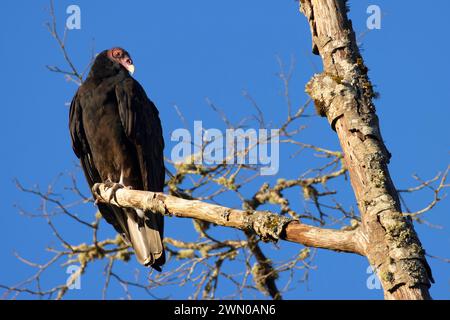 Putengeier (Cathartes Aura), Riverside Park, Stayton, Oregon Stockfoto