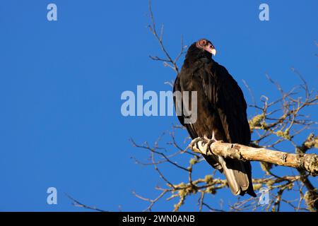 Putengeier (Cathartes Aura), Riverside Park, Stayton, Oregon Stockfoto