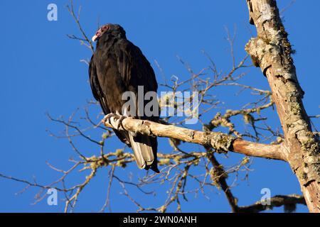 Putengeier (Cathartes Aura), Riverside Park, Stayton, Oregon Stockfoto