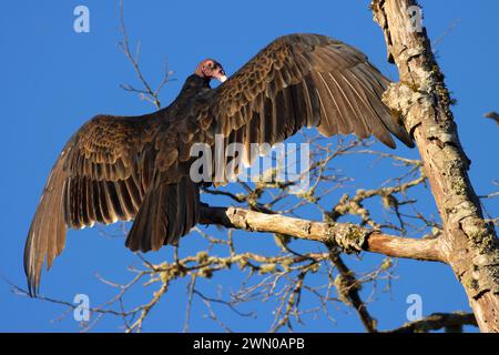 Putengeier (Cathartes Aura), Riverside Park, Stayton, Oregon Stockfoto